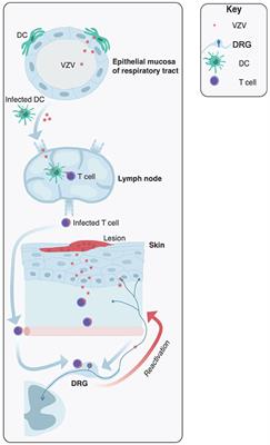 Manipulation of the Innate Immune Response by Varicella Zoster Virus